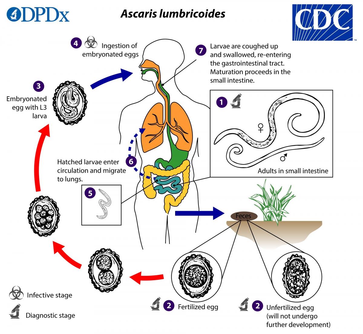 ascariasisos antihelmintikum vermox gyógymód a parazitákra